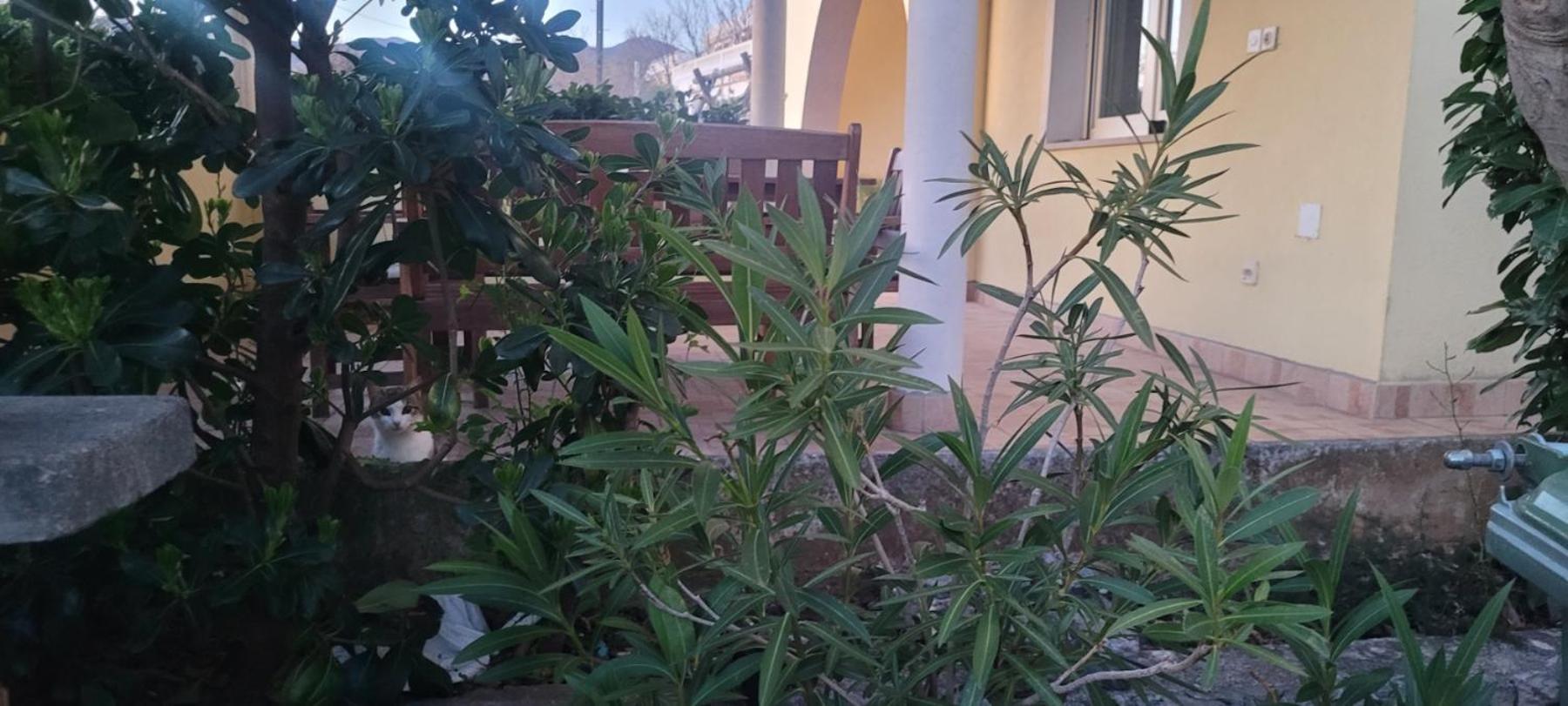 Apartmani Sanja Klenovica Buitenkant foto